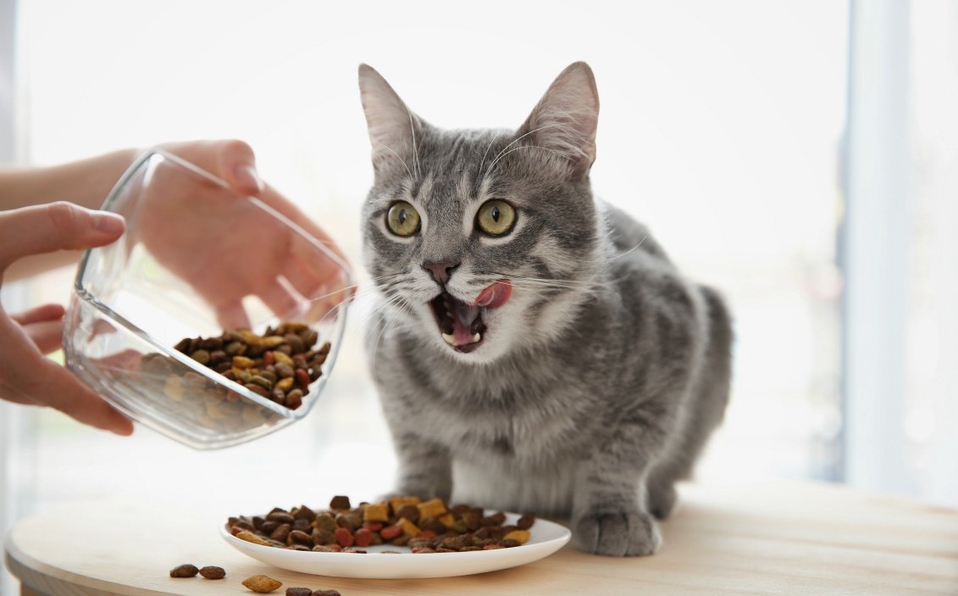 L'alimentazione giusta per il gatto