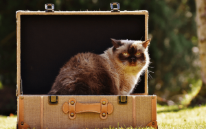 Gatto nella valigia